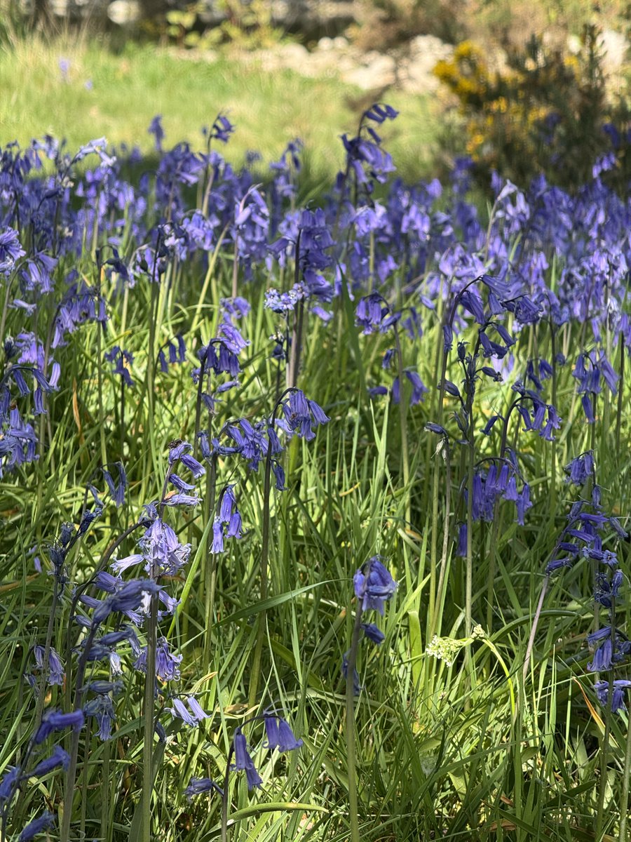 Bluebells still putting on  a good display. Here on the banks of the River Swale below Colburn.
