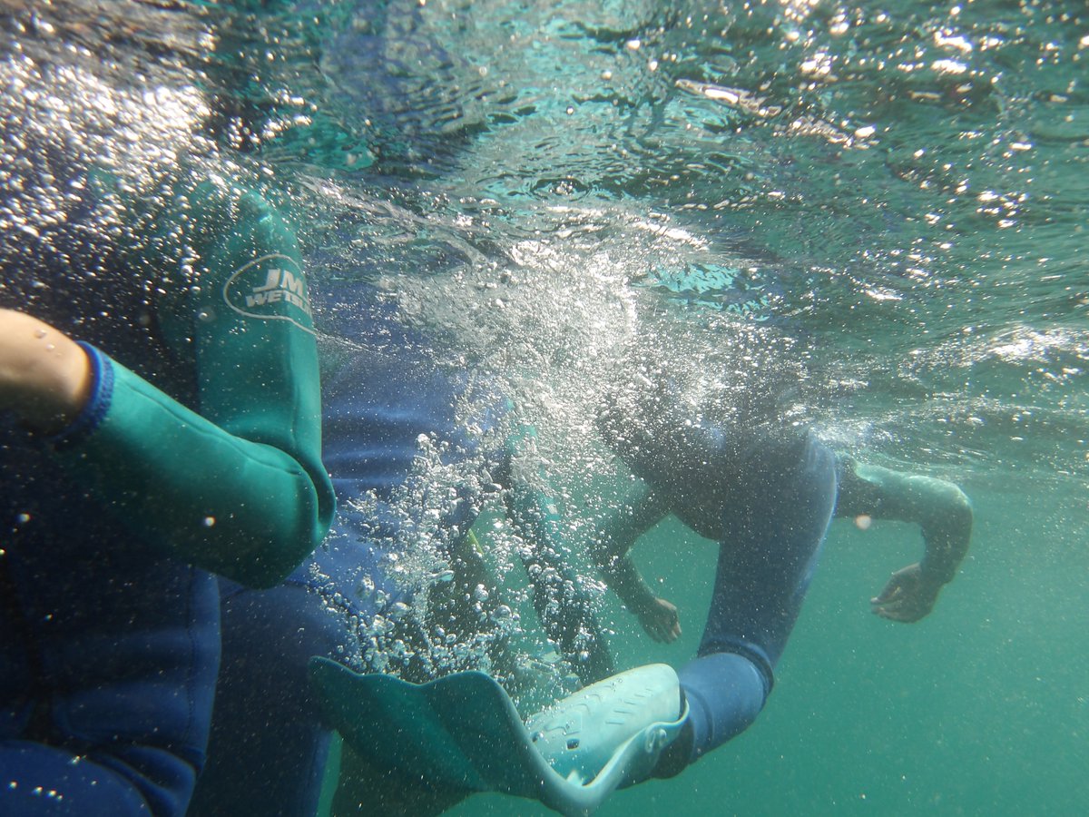 G6 students have arrived at Catalina Island’s Fox Landing! After settling in, they snorkeled among vibrant reefs spotting Garibaldis, Kelp Bass &amp; a Giant Sea Hare. Tonight: a marine mammals presentation before rest. What an incredible start! 🌊🐠 #CatalinaIsland #MarineScience