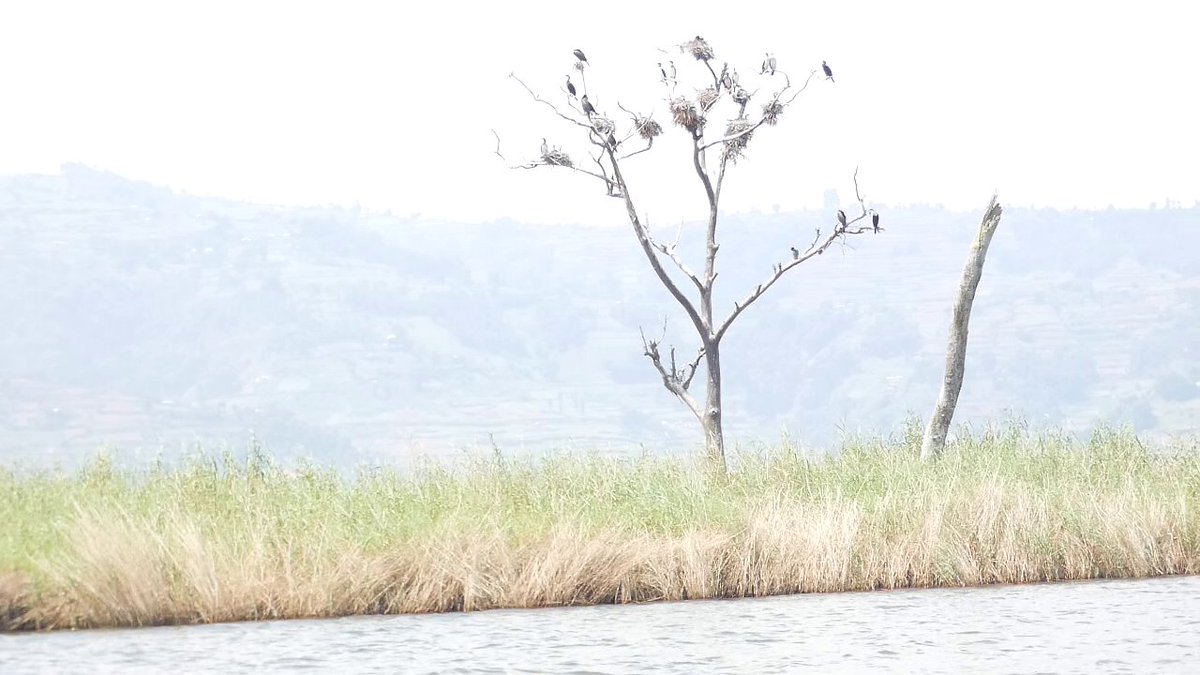 beckersempebwa's tweet image. A traditional way of punishing unmarried pregnant women at Lake Bunyonyi was to abandon them on a tiny island called Akampene ("Punishment"). We are exploring the Kigezi region from 16th to 19th of May 2025 don't miss this opportunity
#Explorekigezi
#ExploreUganda
