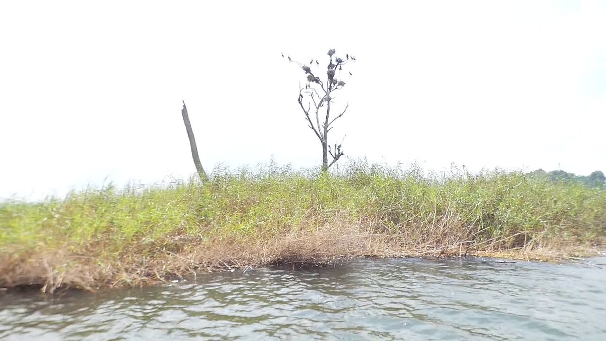 beckersempebwa's tweet image. A traditional way of punishing unmarried pregnant women at Lake Bunyonyi was to abandon them on a tiny island called Akampene ("Punishment"). We are exploring the Kigezi region from 16th to 19th of May 2025 don't miss this opportunity
#Explorekigezi
#ExploreUganda