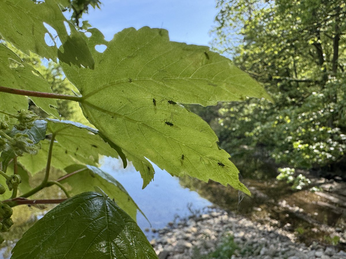 Green fly galore. FLY OF THE MOMENT.  At least it was a week ago. Then fish were totally focussed on them. Not just grayling, but trout as well.  But today the fish were uninterested and there were masses accumulating in the backwaters.  Now the focus is on spinners and black