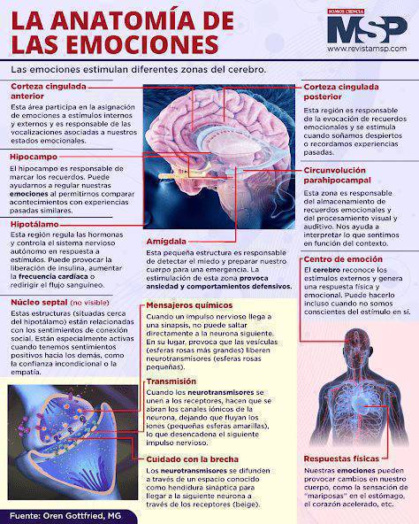 Las emociones, están estrechamente relacionadas con el aprendizaje, la atención, el estado de ánimo o la memoria

Las emociones humanas se originan en el sistema límbico un conjunto de estructuras importantes que incluyen el hipocampo y la amígdala, entre otras