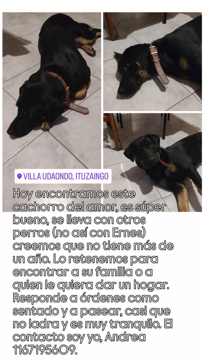 Cachorro encontrado en Ituzaingo