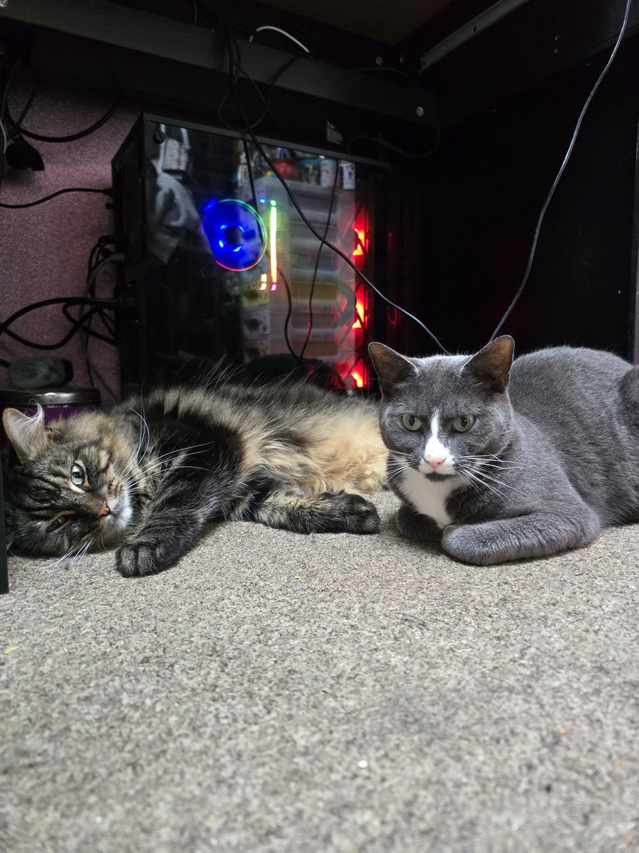 💜🌸🐱Cappy🐱🌸💜( Niomi ) tweet media