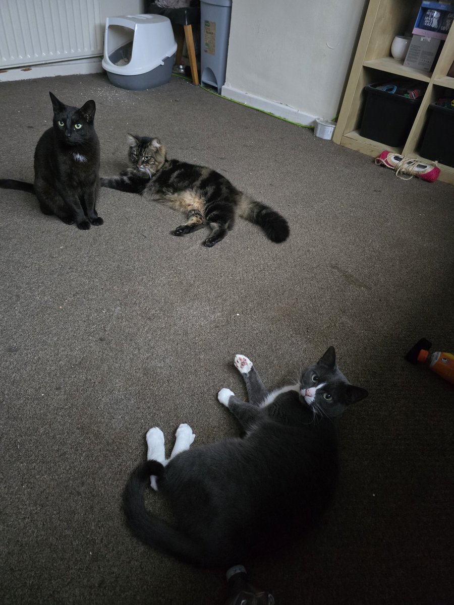 💜🌸🐱Cappy🐱🌸💜( Niomi ) tweet media