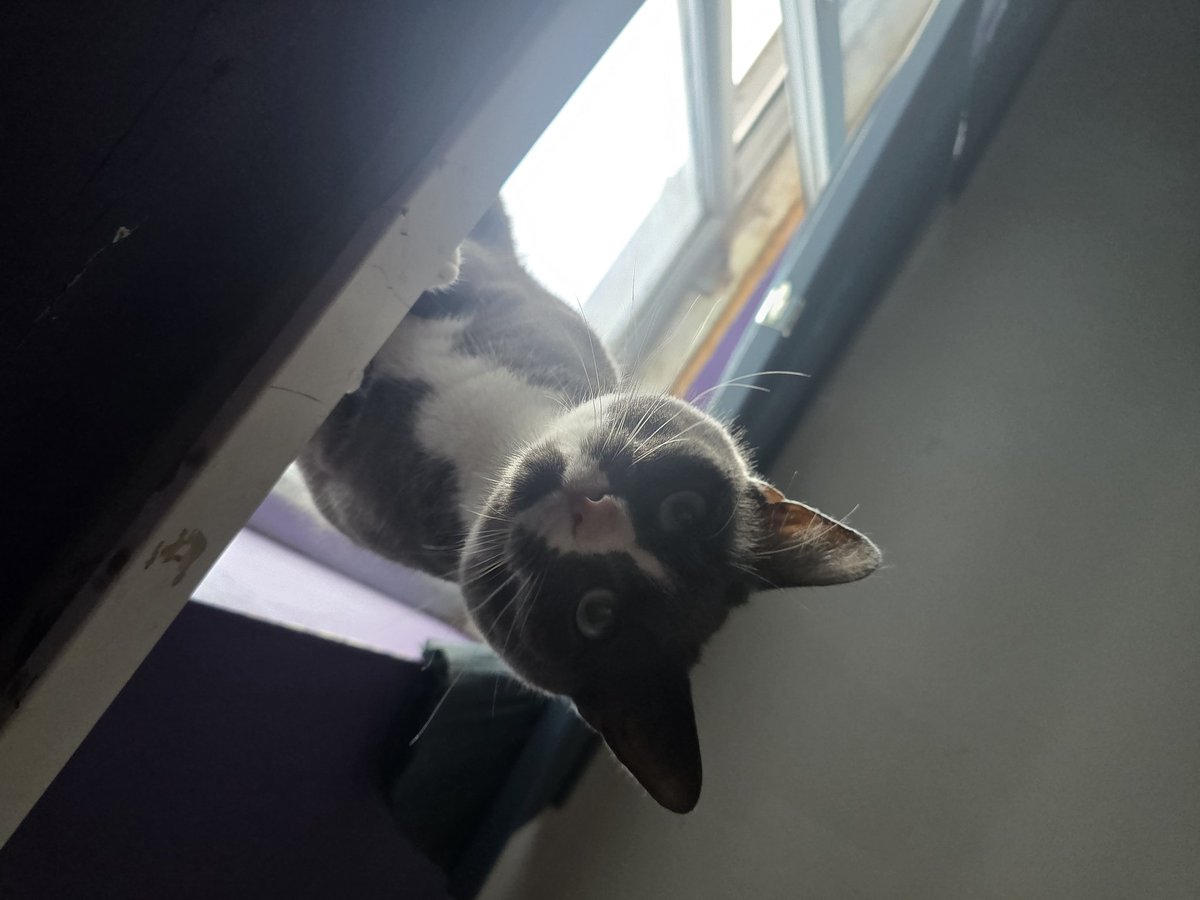 💜🌸🐱Cappy🐱🌸💜( Niomi ) tweet media