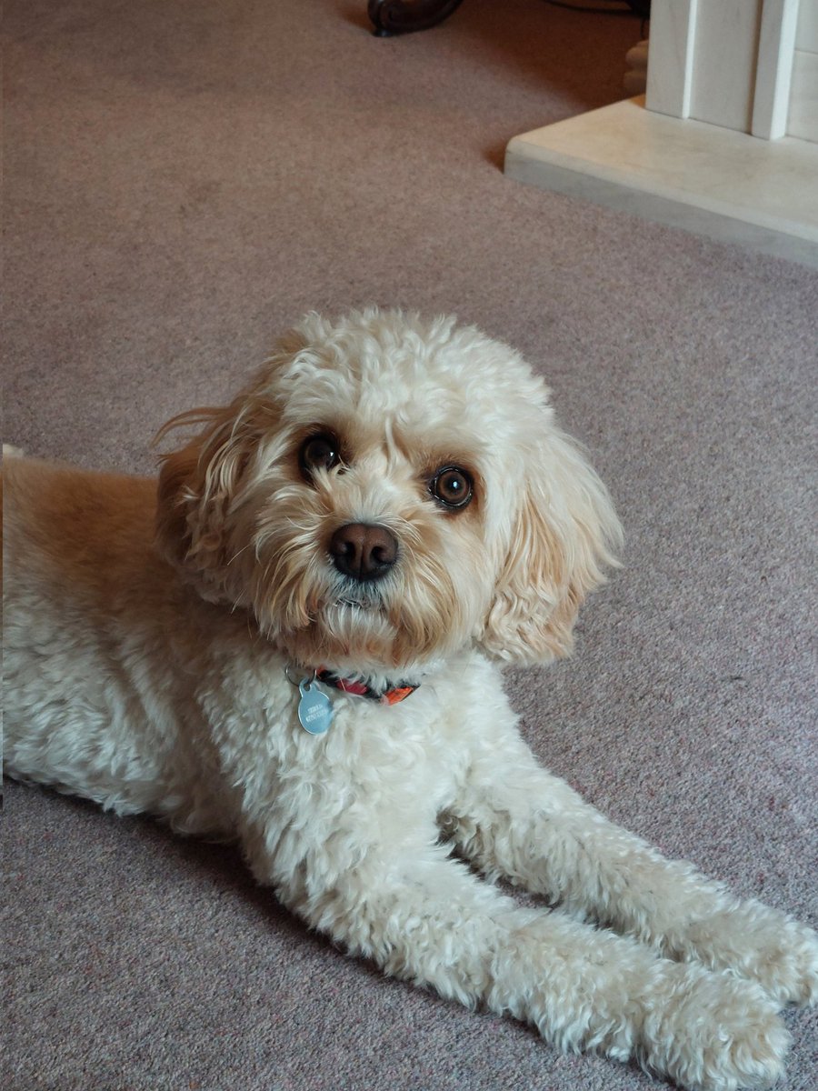 Rachel Shield tweet media