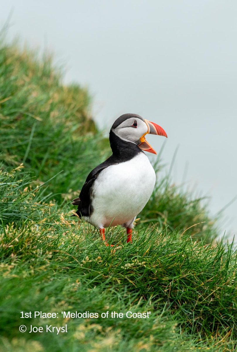 Bromebirdcare's tweet image. Our &apos;Springtime Serenaders&apos; photo contest winners hit all the high notes! 🎶Congratulations!
Which one’s your favorite soloist?

#SpringtimeSerenaders #BirdingFun #BirdPhotoContest #BackyardBirding #BirdsOfSpring #BirdWatchers #NatureLovers #Brome