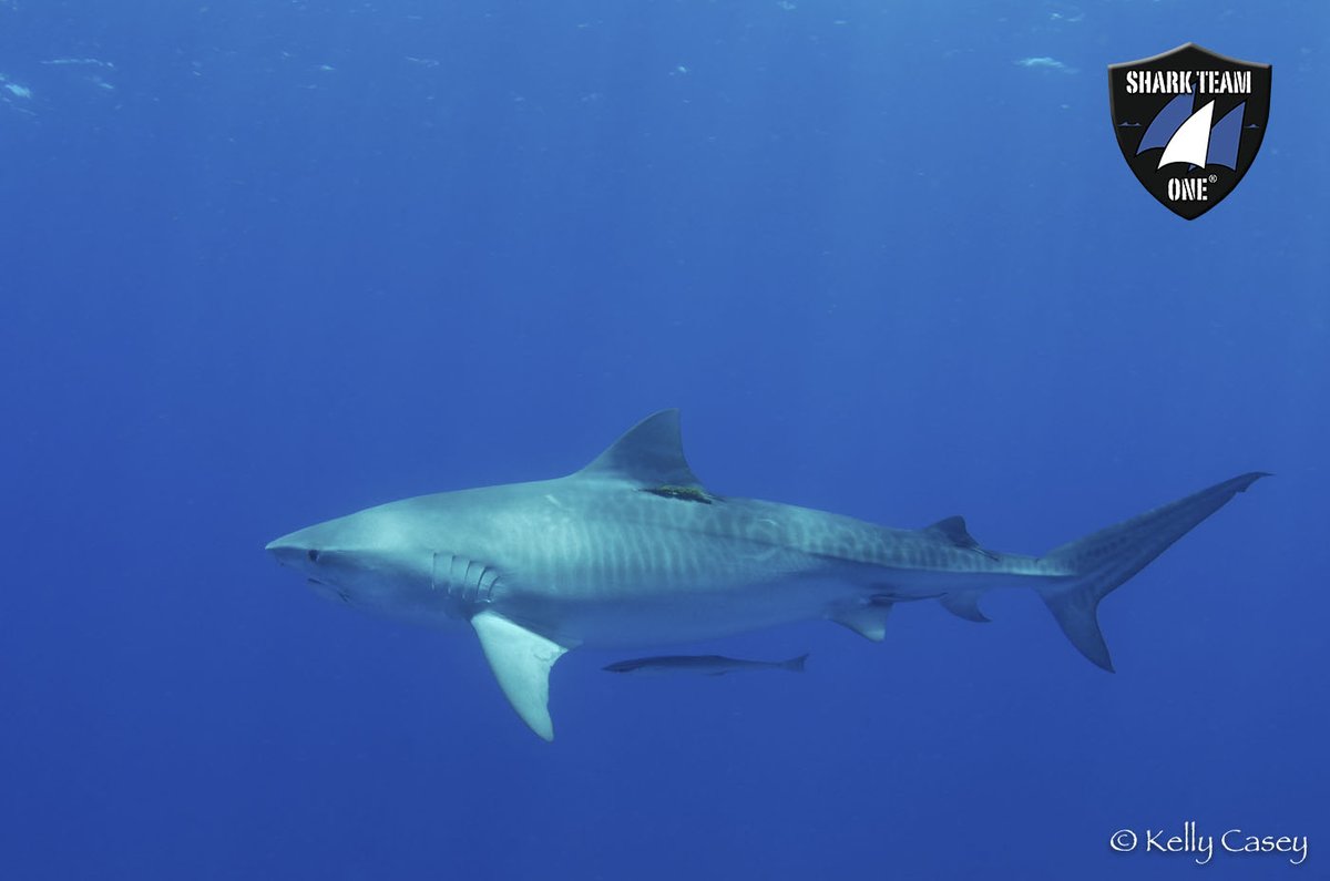 The Coastal Southwest Florida Hope Spot is a migratory stopover for pelagic shark species such as great hammerhead, tiger, lemon, dusky, and bull shark! 🦈

📸 Kelly Casey