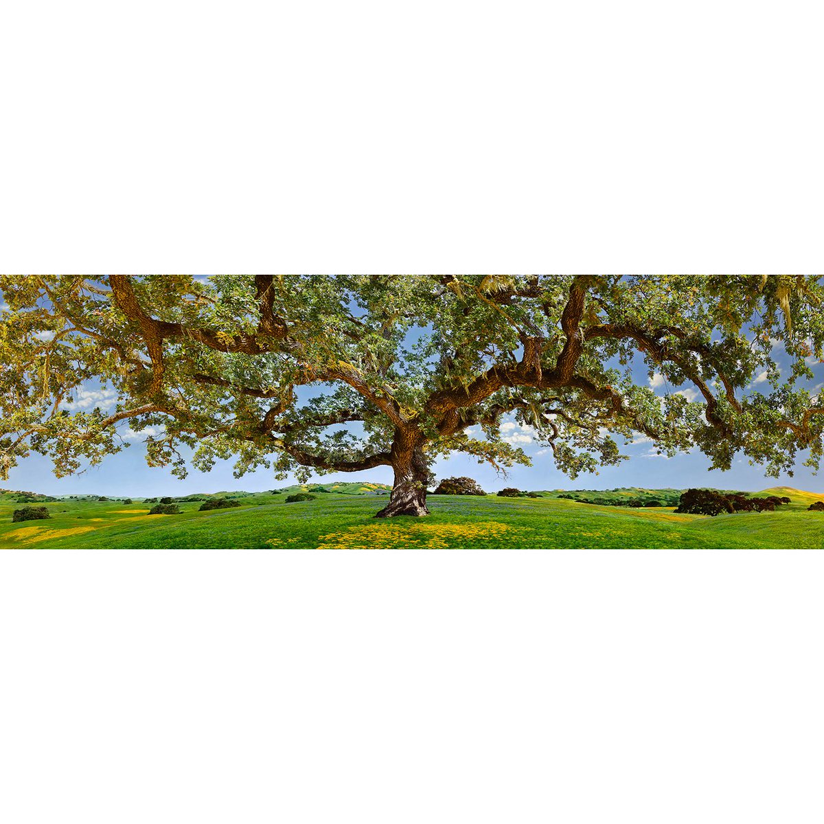 IanElyGallery's tweet photo. Ian’s newest release #OAKOPUS recently captured from the beautiful state of #california available online @ https://t.co/VETCseULYG or in a gallery
#ianely #ianelygallery #ely #fineart #ianelyfineartphotography #ianelyfans #oak  #spring #rollinghills  #superbloom  #springflowers #photo #photographer #interiordesign #interiordecor #design #landscapephotographer