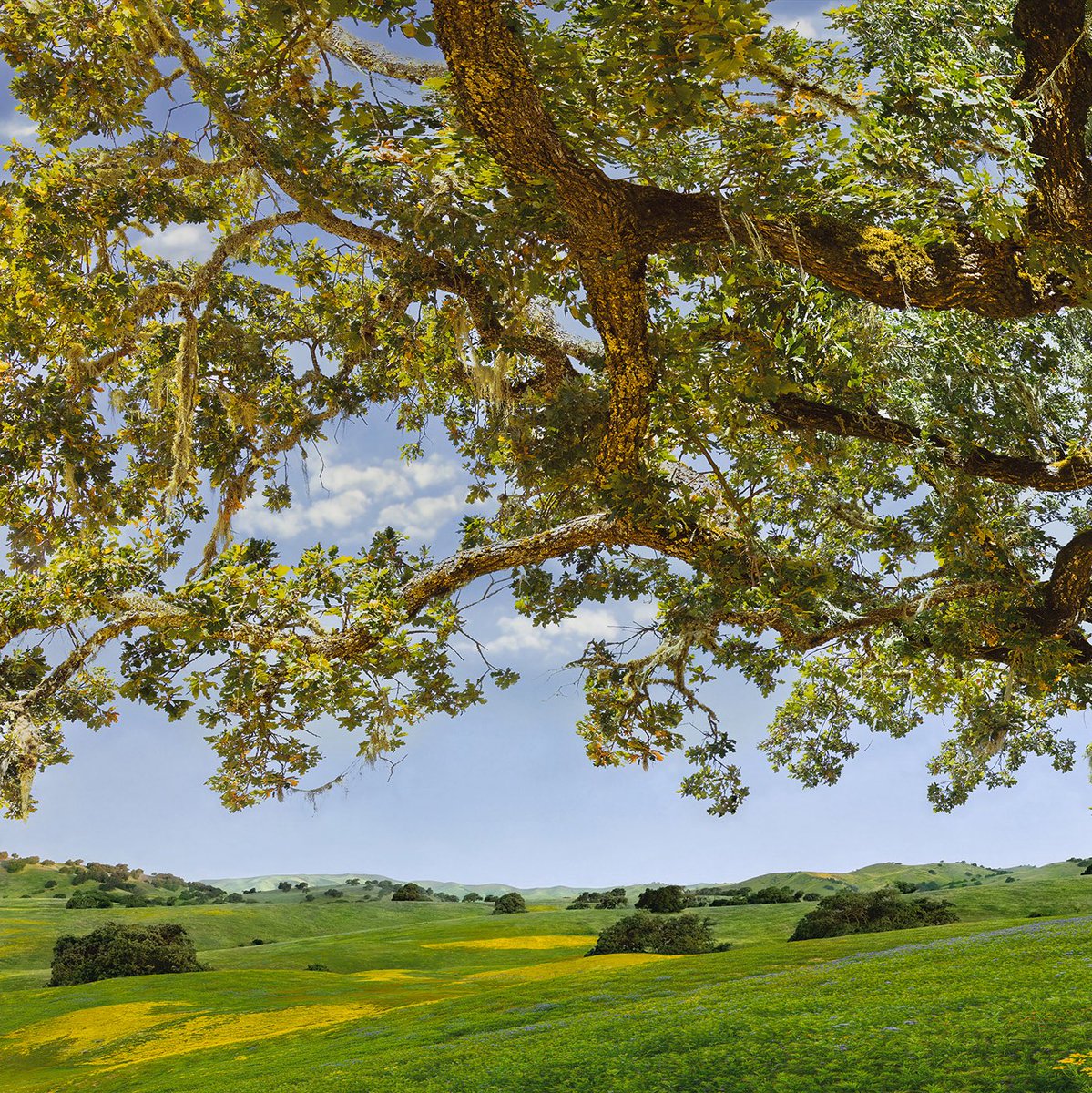 IanElyGallery's tweet photo. Ian’s newest release #OAKOPUS recently captured from the beautiful state of #california available online @ https://t.co/VETCseULYG or in a gallery
#ianely #ianelygallery #ely #fineart #ianelyfineartphotography #ianelyfans #oak  #spring #rollinghills  #superbloom  #springflowers #photo #photographer #interiordesign #interiordecor #design #landscapephotographer
