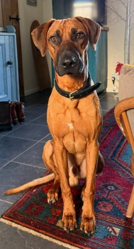 millypod1's tweet photo. 🆘6 MAY 2025 #Lost LENNOX #ScanMe
YOUNG Rhodesian Ridgeback Male
#Upottery nr #Honiton #Devon #EX14
Lost whilst staying locally with sitter.
Sighted in area but very frightened and running away from any contact.
PLEASE DO NOT CHASE, SIGHTINGS ONLY. https://t.co/unNmTC70wX https://t.co/5rQzbwnAGf