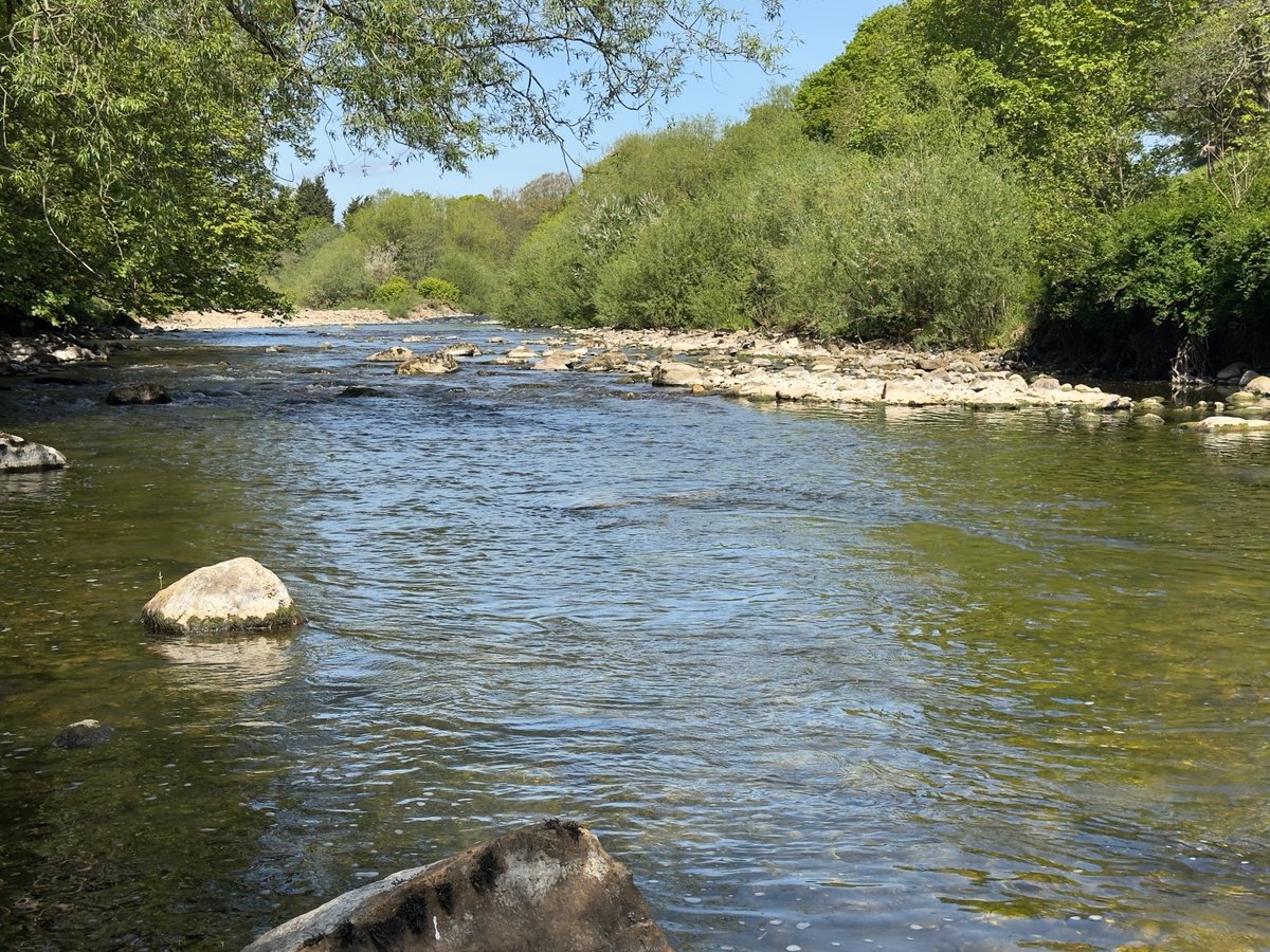 A lovely bit of water on the River Swale that I've found productive in the past.  I was surprised there were no fish rising, but then when I went further up there 3 other anglers flyfishing.  Problem solved:( Then there were 2 more fishing further up. Then 4 more even further up.