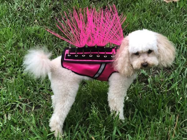 Paws-itively thrilled to keep pups safe from pesky hawks, just like Zoe in her awesome CoyoteVest! Huge thanks to smart owners like Sera Johnson for the peace of mind &amp; longer playtime. Happy, safe adventures for all! 🐾🛡️ #CoyoteVest #DogSafety #HawkProtection #HappyPups