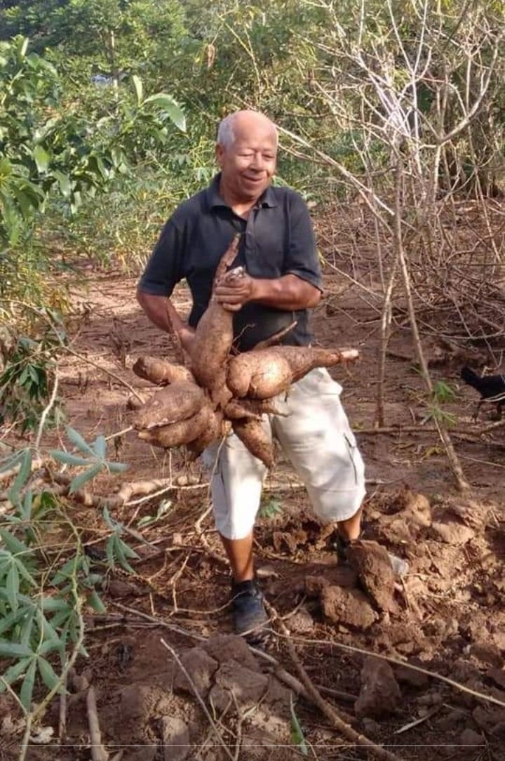 jesus_osorior's tweet photo. La salud no depende solo de suplementos caros o rutinas extremas.

Algunos de los mayores aliados están en la comida que ignoramos.

Aquí te entrego 12 beneficios reales de la yuca que los medios te ocultan: 🧵 https://t.co/vFSvKYo7ys