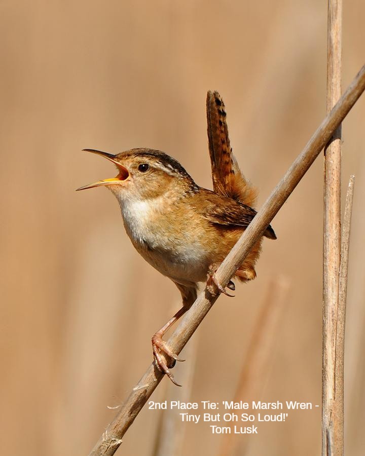 Bromebirdcare's tweet image. Our &apos;Springtime Serenaders&apos; photo contest winners hit all the high notes! 🎶Congratulations!
Which one’s your favorite soloist?

#SpringtimeSerenaders #BirdingFun #BirdPhotoContest #BackyardBirding #BirdsOfSpring #BirdWatchers #NatureLovers #Brome