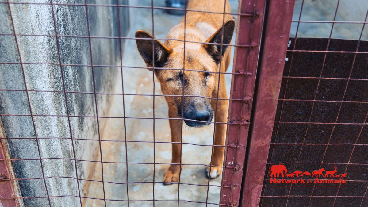 Network4Animals's tweet photo. There is ONLY 1 registered #animalshelter in #Arusha, Tanzania, & it's struggling to care for 146 animals, incl. 30 disabled dogs. As costs soar, the animals need us now more than ever. Learn & support this vital shelter before they shut down: https://t.co/D64L87oNsi
#NFADogs https://t.co/8EyL5k8r8e