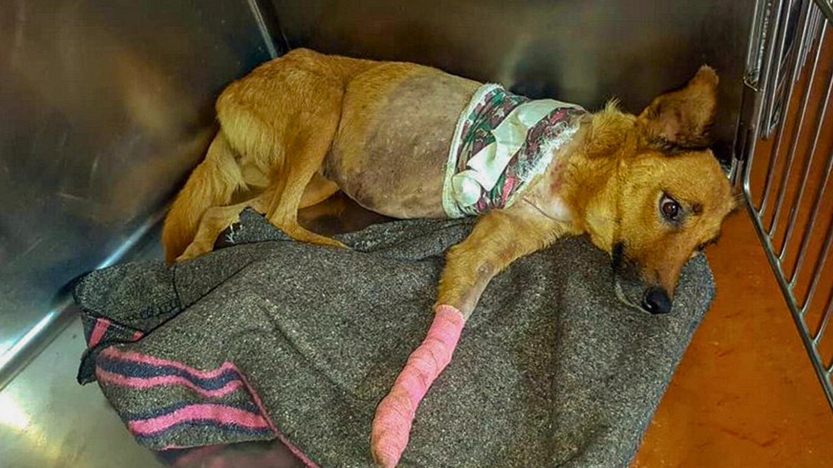Network4Animals's tweet photo. There is ONLY 1 registered #animalshelter in #Arusha, Tanzania, & it's struggling to care for 146 animals, incl. 30 disabled dogs. As costs soar, the animals need us now more than ever. Learn & support this vital shelter before they shut down: https://t.co/D64L87oNsi
#NFADogs https://t.co/8EyL5k8r8e