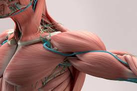 ehsanarj1's tweet image. منقبض کردن عضلات یک تمرین #ایزومتریک بسیار ساده و قابل انجام در پوزیشن های روزانه ماست. نقش این تمرینات در تقویت عضلات ثابت شده است. روزانه عضلات مختلف بدن خود را منقبض و ده ثانیه نگه دارید.
از #درد بدور باشید!