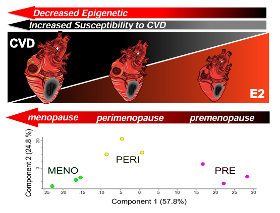 Physiological Genomics (@physiologicalg) on Twitter photo Check out the #OpenAccess work from <a href="/UAZHeart/">UArizona Sarver Heart Center</a>! Myocardial transcriptomic and proteomic landscapes across the #menopausal continuum in a murine model of chemically-induced accelerated #ovarian failure (Marissa Lopez-Pier et al.):
ow.ly/s9bZ50VNWuJ Check out the #OpenAccess work from <a href="/UAZHeart/">UArizona Sarver Heart Center</a>! Myocardial transcriptomic and proteomic landscapes across the #menopausal continuum in a murine model of chemically-induced accelerated #ovarian failure (Marissa Lopez-Pier et al.):
ow.ly/s9bZ50VNWuJ