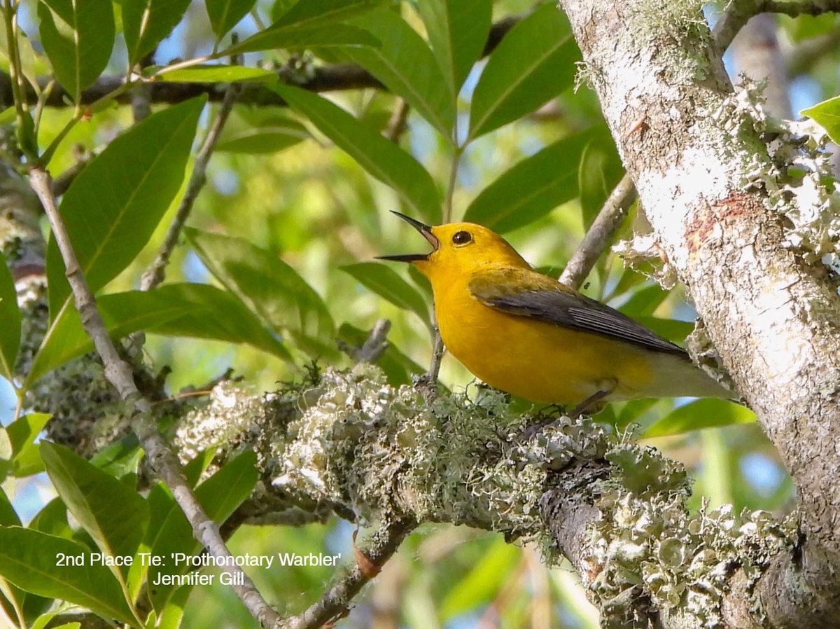 Bromebirdcare's tweet image. Our &apos;Springtime Serenaders&apos; photo contest winners hit all the high notes! 🎶Congratulations!
Which one’s your favorite soloist?

#SpringtimeSerenaders #BirdingFun #BirdPhotoContest #BackyardBirding #BirdsOfSpring #BirdWatchers #NatureLovers #Brome