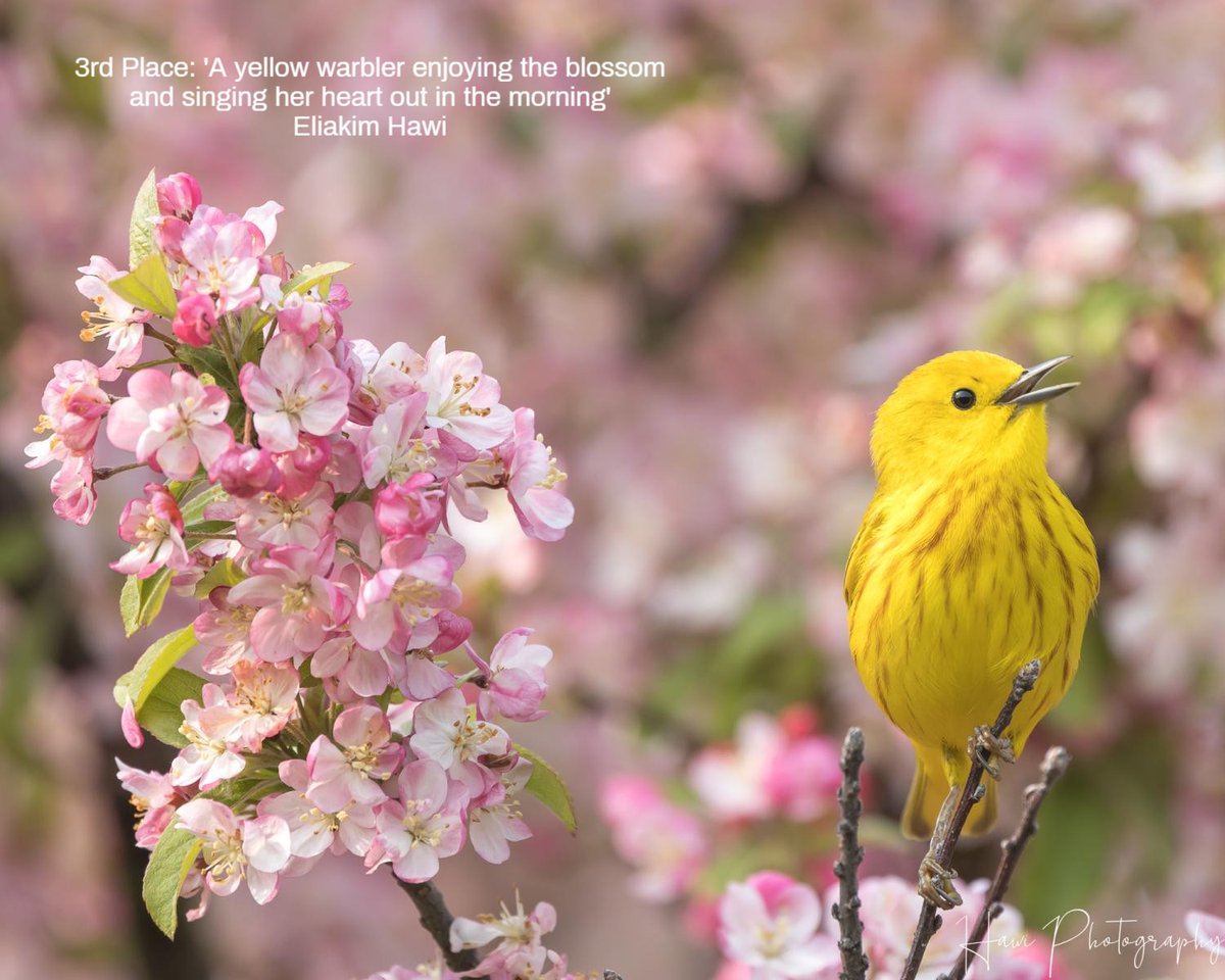 Bromebirdcare's tweet image. Our &apos;Springtime Serenaders&apos; photo contest winners hit all the high notes! 🎶Congratulations!
Which one’s your favorite soloist?

#SpringtimeSerenaders #BirdingFun #BirdPhotoContest #BackyardBirding #BirdsOfSpring #BirdWatchers #NatureLovers #Brome
