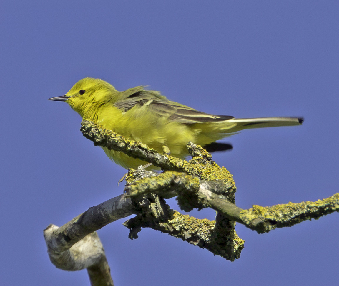 Yellow Wagtail near Wetherby today <a href="/nybirdnews/">NorthYorksBirdNews</a>