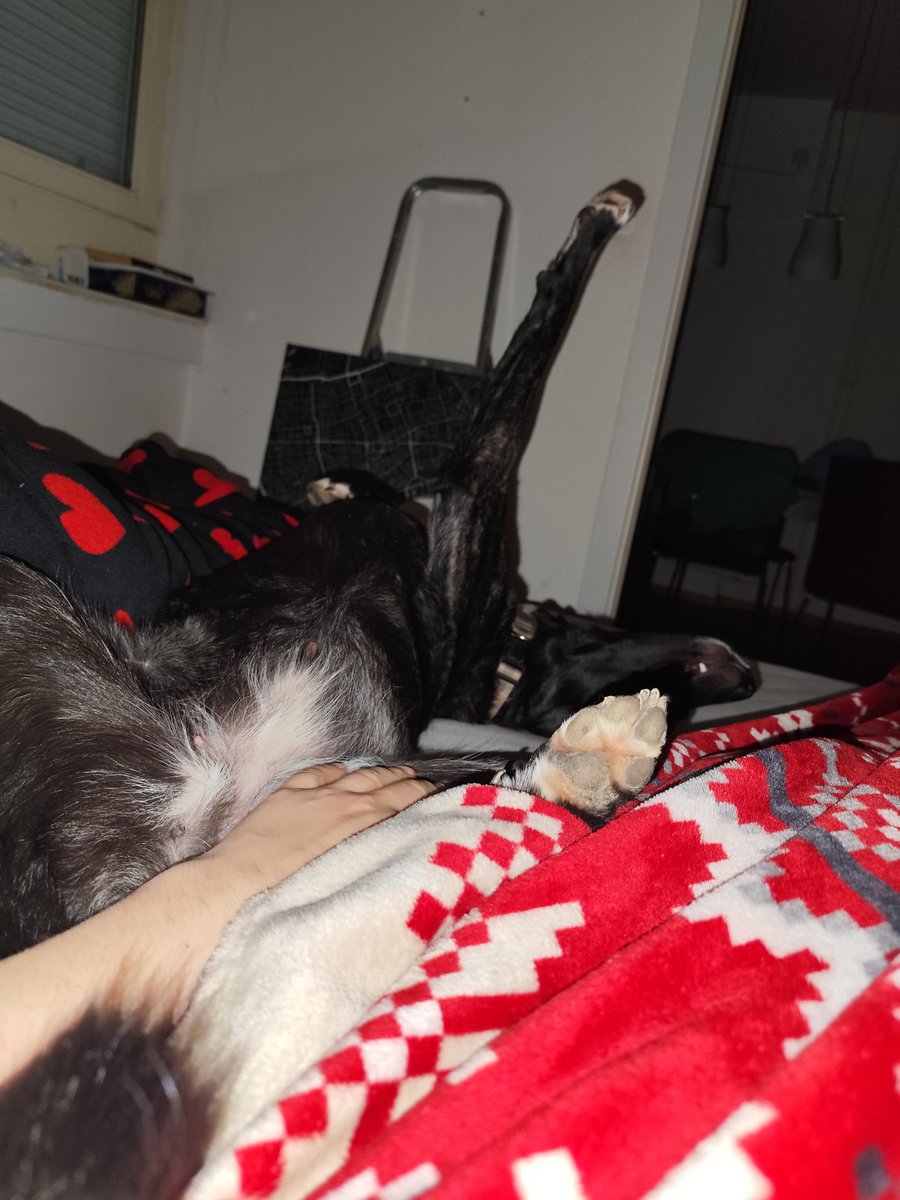 Matija_FPL's tweet photo. @zaDegenApe Animal meta is $pyp #postyourpet just nobody knows it yet https://t.co/QfPICRrqtq