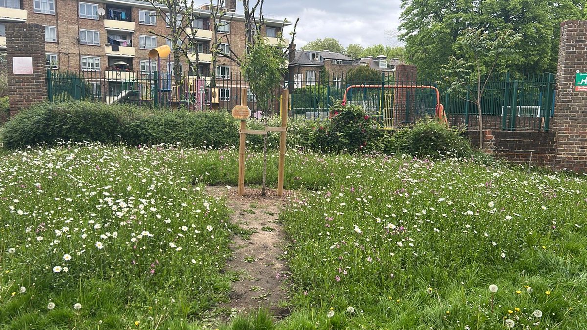Think & Do Camden (@thinkdocamden) on Twitter photo So fab 2 c r wildflower meadow blooming at Sydney Boyd house, NW6. We say letās plant all r estates around Camden and London with 30sqm of #lindumturf n bring biodiversity to r housing estates. #sayno2lawns #wildaboutcommunity ā¦<a href="/Olszewski_RJO/">Richard Olszewski</a>ā© ā¦ā¦<a href="/AdamDKHarrison/">Adam Harrison</a>ā© So fab 2 c r wildflower meadow blooming at Sydney Boyd house, NW6. We say letās plant all r estates around Camden and London with 30sqm of #lindumturf n bring biodiversity to r housing estates. #sayno2lawns #wildaboutcommunity ā¦<a href="/Olszewski_RJO/">Richard Olszewski</a>ā© ā¦ā¦<a href="/AdamDKHarrison/">Adam Harrison</a>ā©