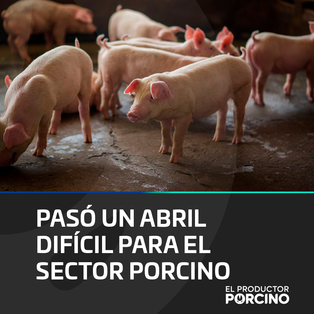 Suben los costos, caen los precios y crecen las importaciones. A pesar de la resiliencia de los productores, el contexto económico general y las políticas comerciales siguen jugando en contra. Un análisis de los informes de JLU Consultora permite...

elproductorporcino.com/blog/news/paso…