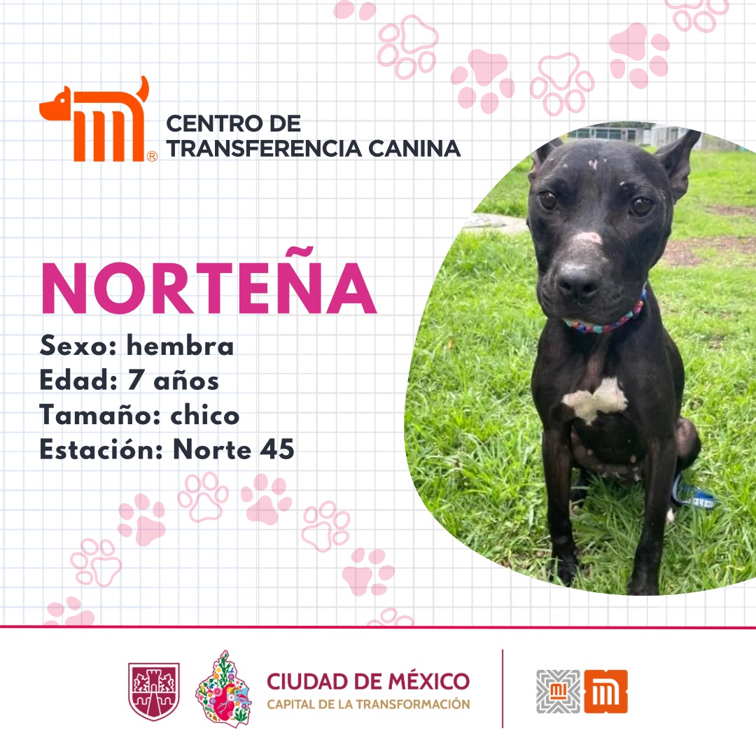 MetroCDMX (@metrocdmx) on Twitter photo "Norteña" está en busca de una familia, si deseas darle la oportunidad de ser adoptada comunícate con el <a href="/ctcdelmetro/">CTC del Metro</a>, vía e-mail a: ctc@metro.cdmx.gob.mx
Consulta requisitos de adopción en 👉🏼 bit.ly/41Z16Cd 🐾 #AdoptaNoCompres 🐶🏡 "Norteña" está en busca de una familia, si deseas darle la oportunidad de ser adoptada comunícate con el <a href="/ctcdelmetro/">CTC del Metro</a>, vía e-mail a: ctc@metro.cdmx.gob.mx
Consulta requisitos de adopción en 👉🏼 bit.ly/41Z16Cd 🐾 #AdoptaNoCompres 🐶🏡