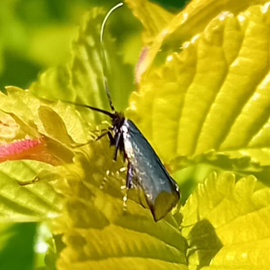 Another sunny day at Gunsites today.  The new Butterfly Transect was walked,  but sadly no butterfly sightings.  We
carried on with some elm cutting and litter picking.
While cutting elm, however, a Green Longhorn moth with long whitish antennae and iridescent wings was spotted.