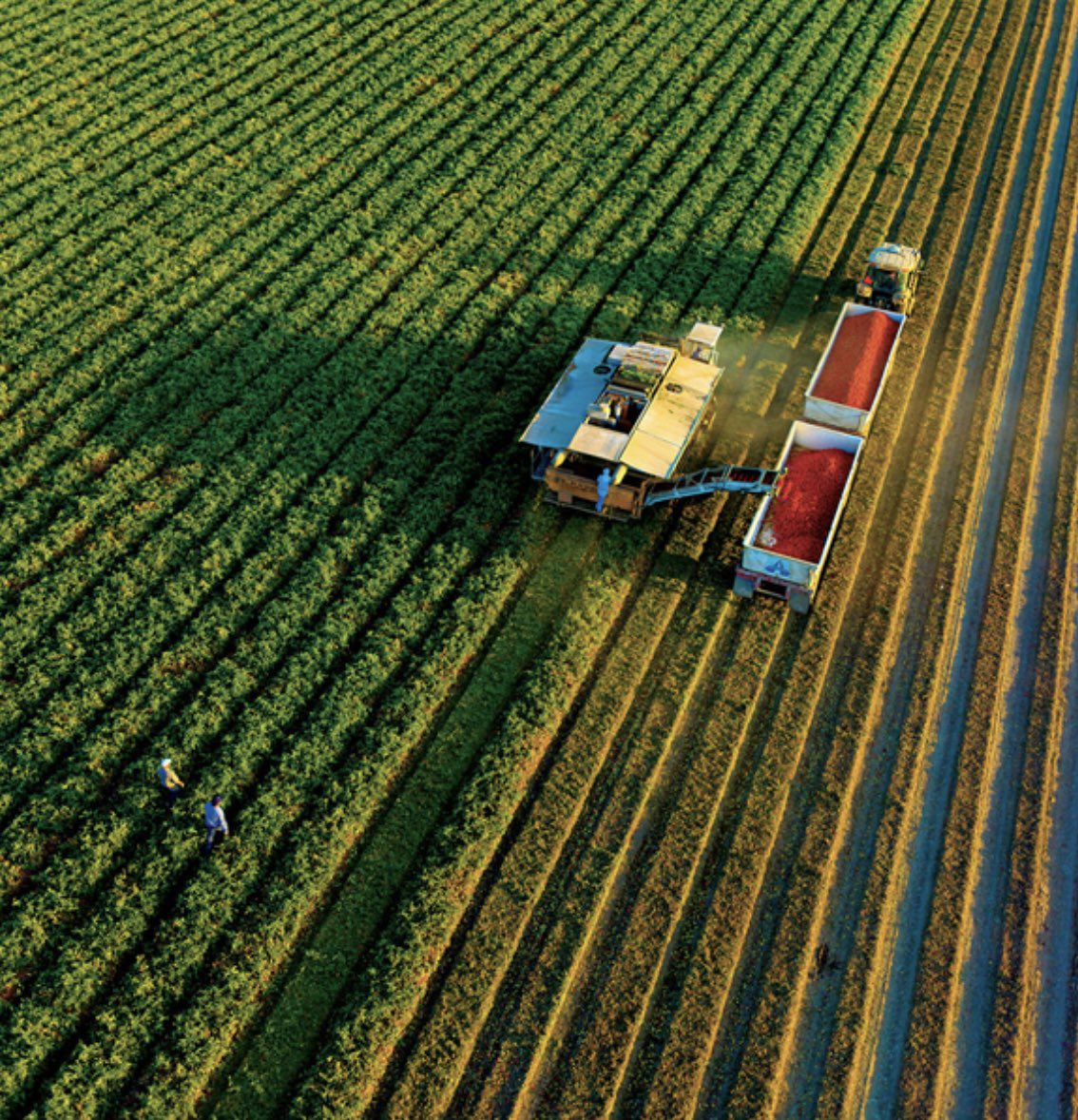 CAWaterAlliance's tweet photo. 🍅 Fun Fact:
California produces over 95% of the processed tomatoes in the United States — think ketchup, pasta sauce, and salsa!
It all starts in the fields with water, sunshine, and hardworking farmers.
#CaliforniaGrown #TomatoFacts #FarmWaterMatters #CAAg https://t.co/a5AZnxjnX7