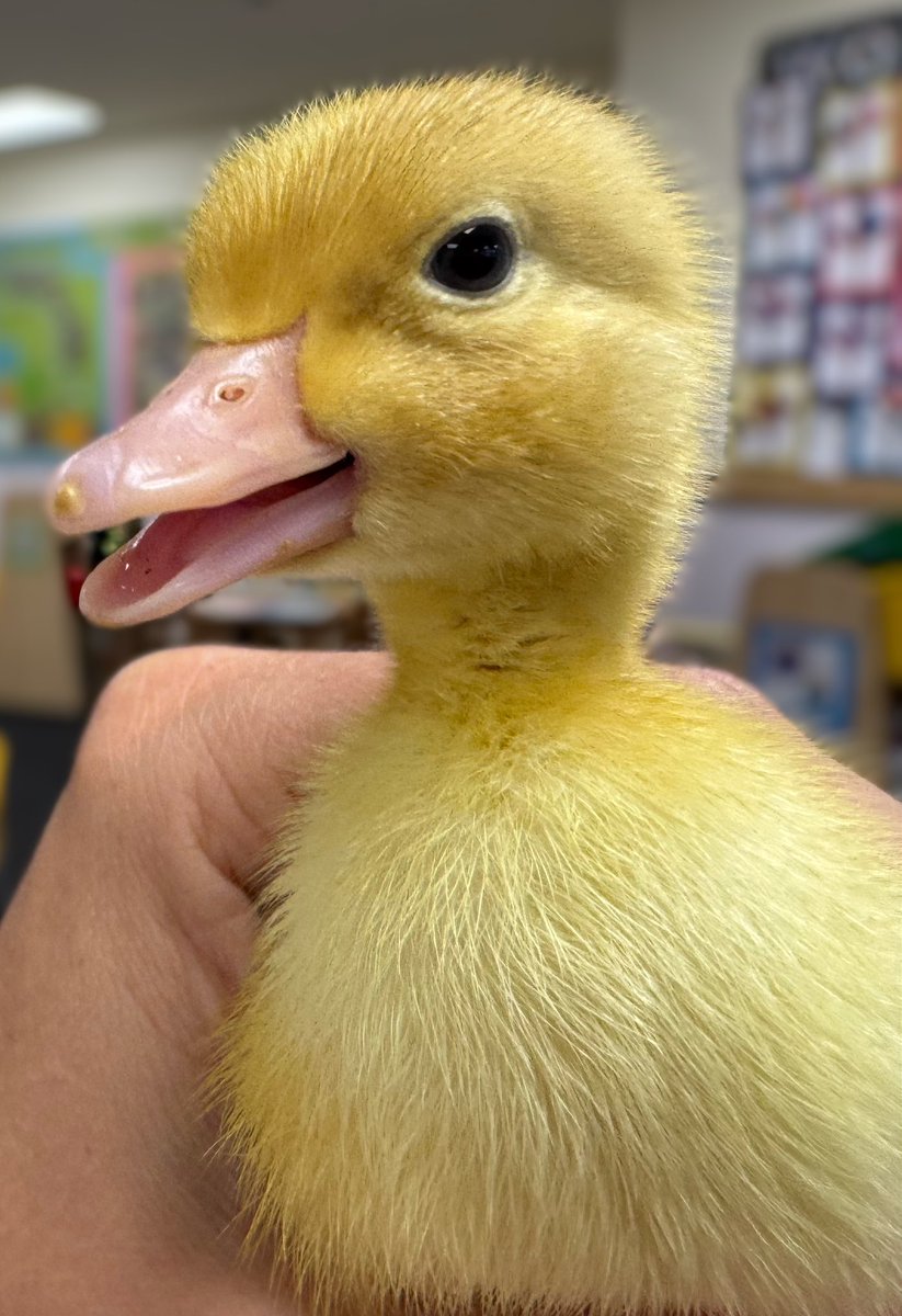 Helen Valentine tweet media