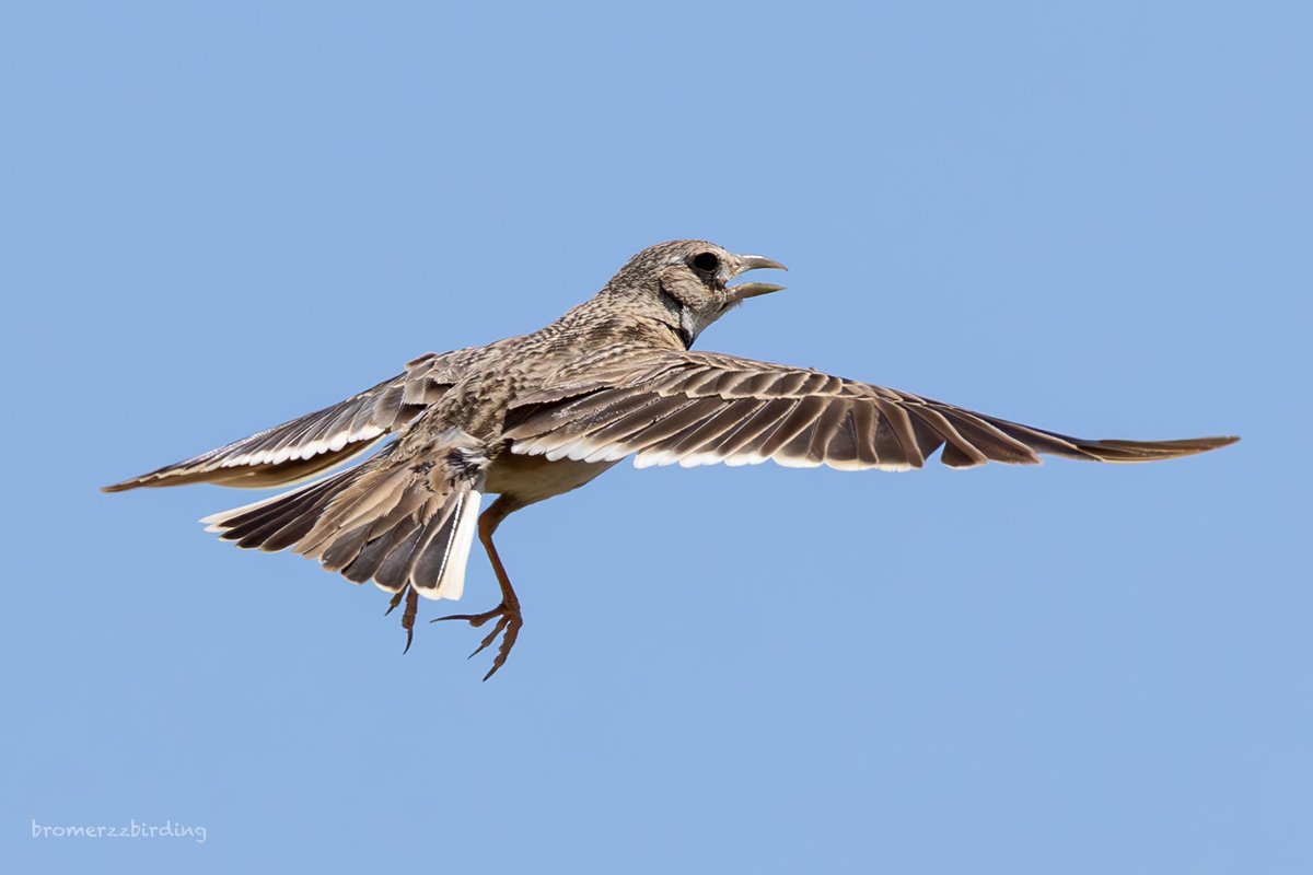 ⁦<a href="/birdsaroundcy/">BirdsAroundCyprus</a>⁩ Calandra Lark, Kouklia wetland 6 May 25 #cyprusbirds #birdsseenin2025