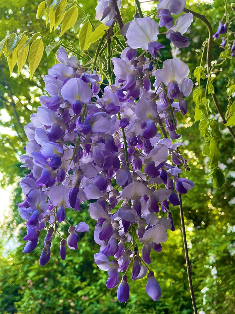 Yippy! My wisteria is finally doing what it’s meant to do, after several years of dashed hopes! Smells divine and is beautiful now it’s half covering the pergola. #flower #gardening #GardeningX