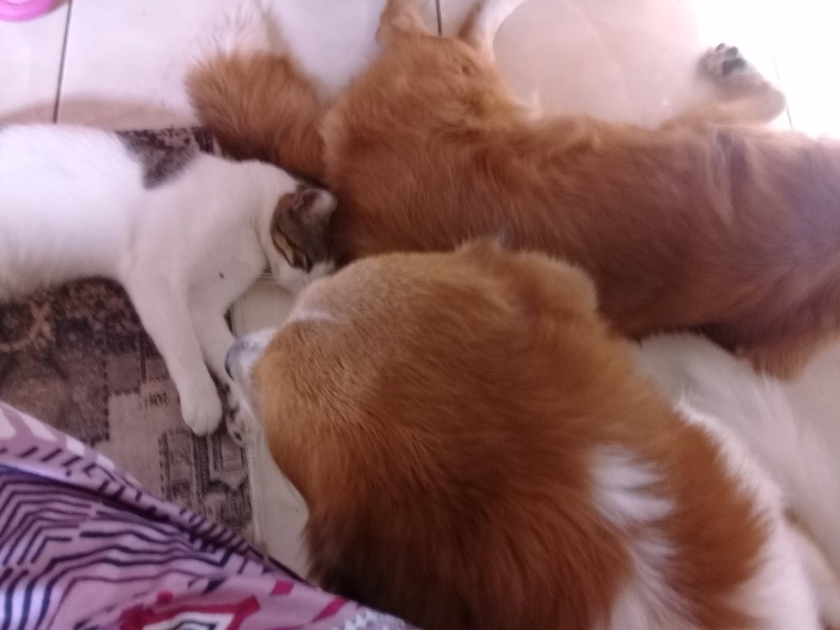 Dogin cat sleep together