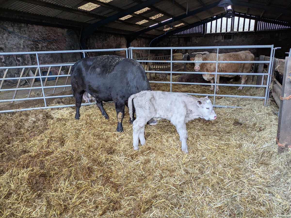 DONALD ROSS (@vaderbogger) on Twitter photo Sadly I had the funeral of a good friend, ex young farmer and neighbour. RIP Sheila
However while away I had a calving. Son No2 needed a hand so Kirsty from <a href="/FearnFarm/">Fearn Farm</a> attended. They were successful with the biggest calf of the year. Big thanks to all who helped. #Familyfarm Sadly I had the funeral of a good friend, ex young farmer and neighbour. RIP Sheila
However while away I had a calving. Son No2 needed a hand so Kirsty from <a href="/FearnFarm/">Fearn Farm</a> attended. They were successful with the biggest calf of the year. Big thanks to all who helped. #Familyfarm