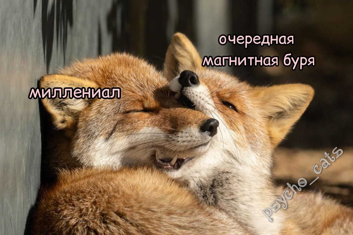 Brave_firefly's tweet photo. Я в неравной борьбе с мигренью. 
#мемдня https://t.co/dxdkjstQyV