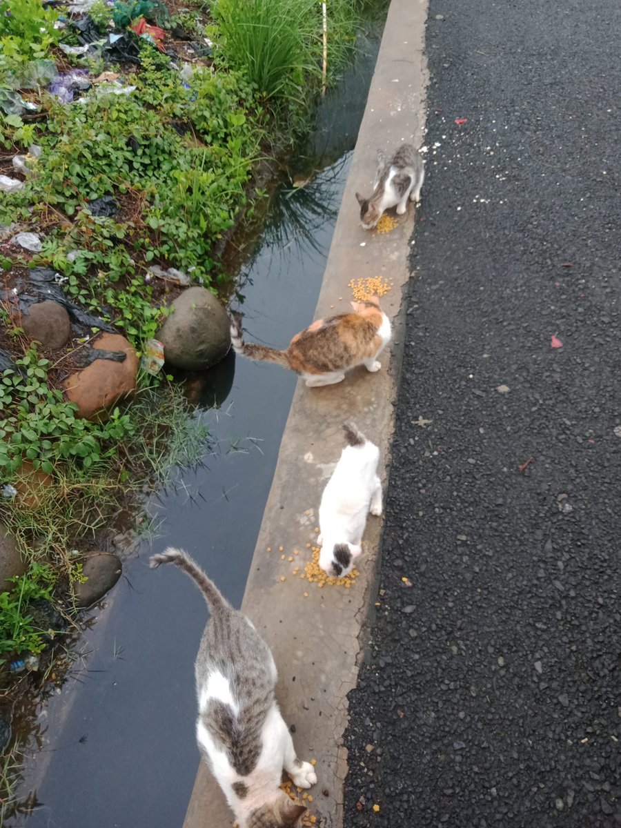 FazzleMawla's tweet image. To all those who lend a hand in feeding the street cats, thank you for being their guardian angels. Your kindness does not go unnoticed! 🐱❤️