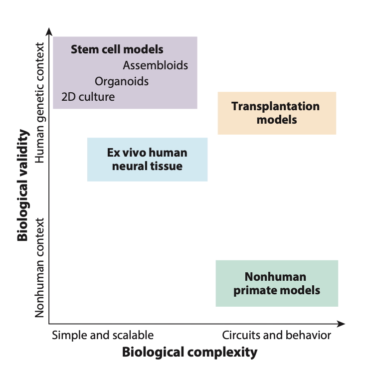 Sergiu P. Pasca (@sergiu_p_pasca) on Twitter photo What human experimental models do we currently have to study brain disorders—and where do they fall short?
In our recent <a href="/AnnualReviews/">Annual Reviews</a> of Neuroscience, <a href="/RebeccaJLevyMD/">Rebecca J. Levy</a> and I examine the current landscape of human stem cell models—2D systems, 3D #organoids, #assembloids, and What human experimental models do we currently have to study brain disorders—and where do they fall short?
In our recent <a href="/AnnualReviews/">Annual Reviews</a> of Neuroscience, <a href="/RebeccaJLevyMD/">Rebecca J. Levy</a> and I examine the current landscape of human stem cell models—2D systems, 3D #organoids, #assembloids, and