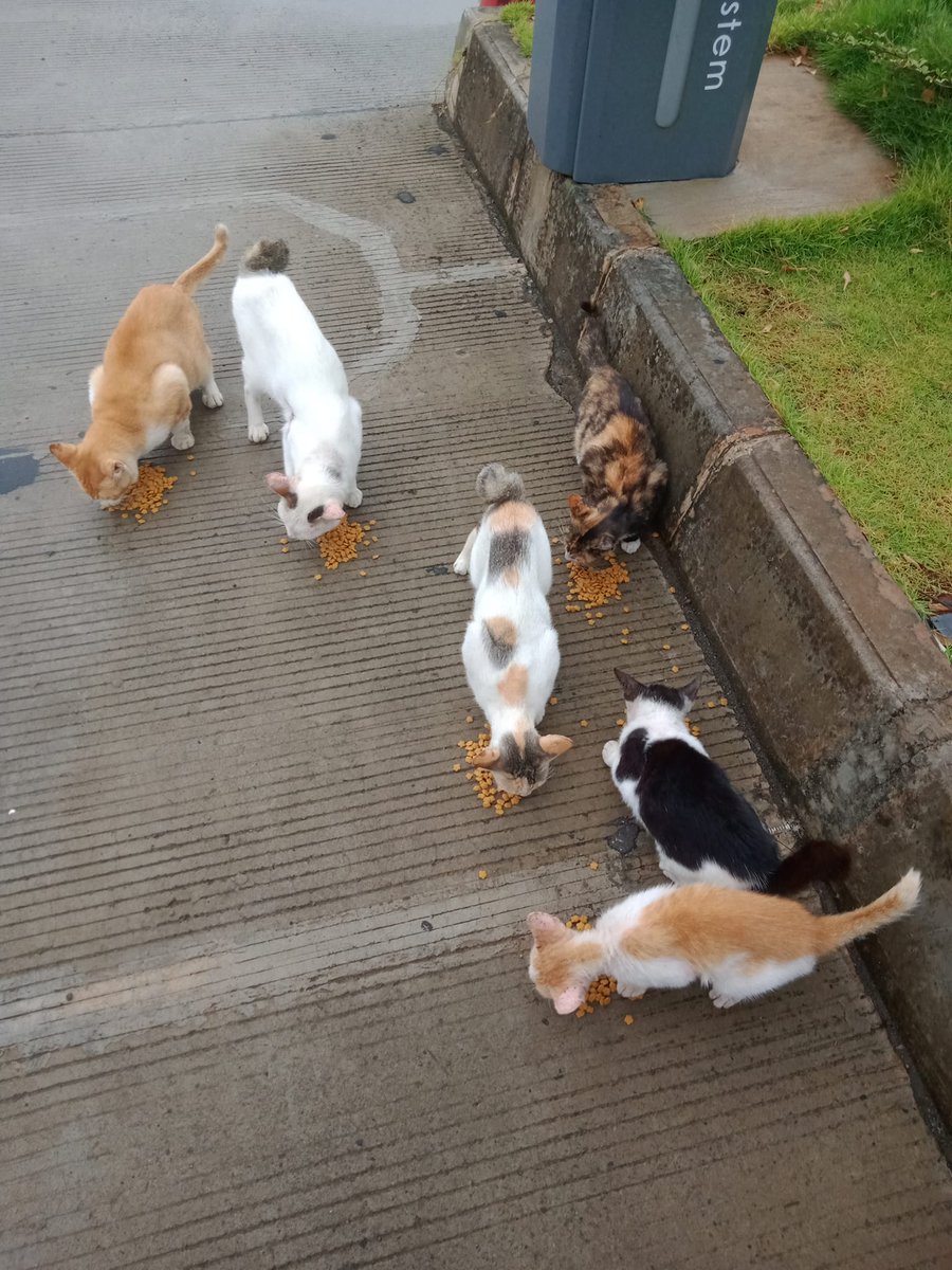 FazzleMawla's tweet image. To all those who lend a hand in feeding the street cats, thank you for being their guardian angels. Your kindness does not go unnoticed! 🐱❤️