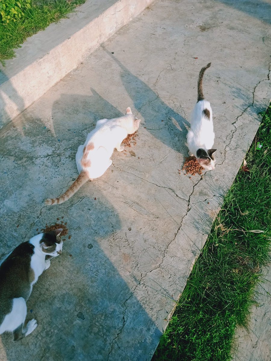 FazzleMawla's tweet image. To all those who lend a hand in feeding the street cats, thank you for being their guardian angels. Your kindness does not go unnoticed! 🐱❤️