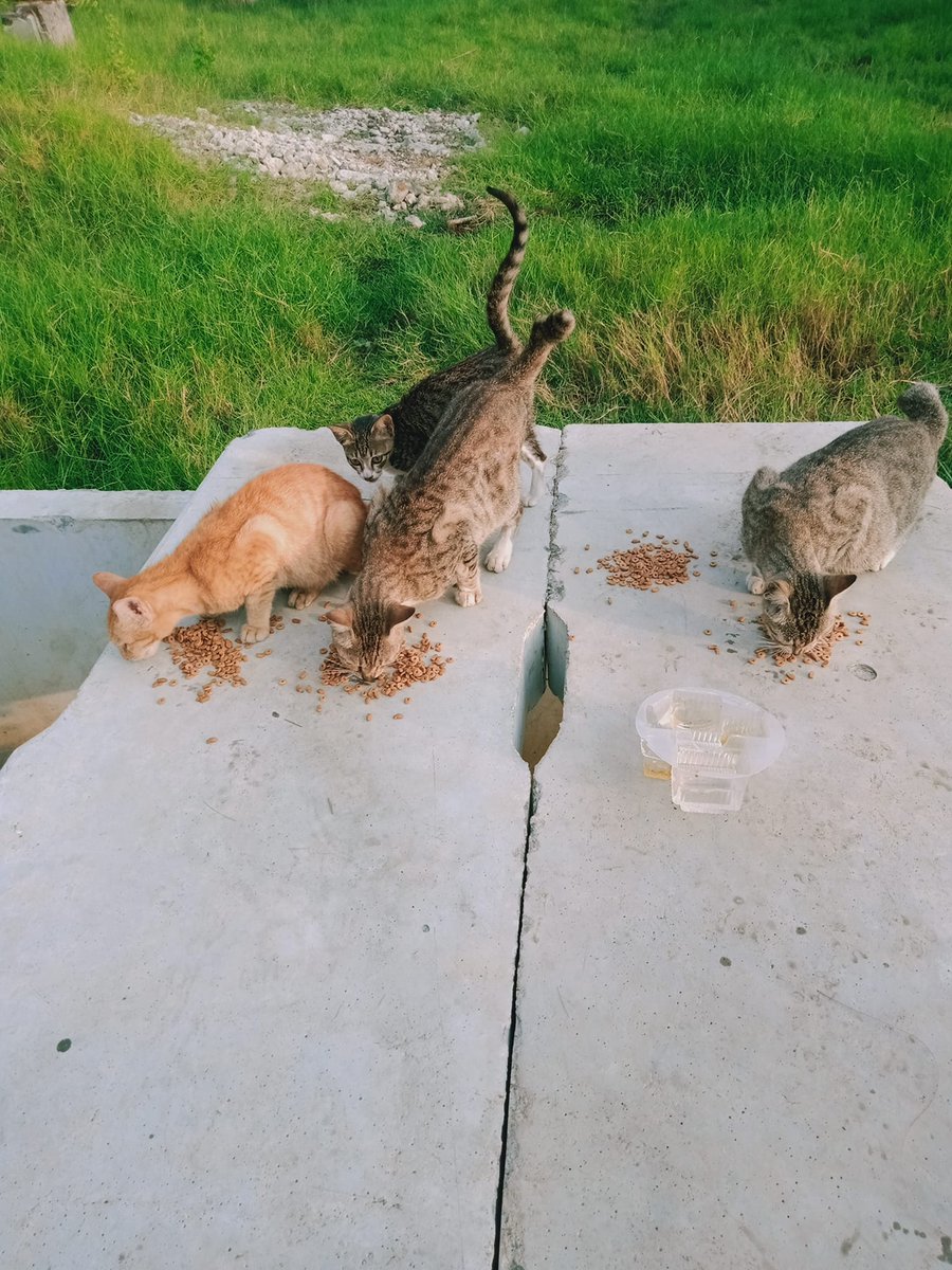 FazzleMawla's tweet image. To all those who lend a hand in feeding the street cats, thank you for being their guardian angels. Your kindness does not go unnoticed! 🐱❤️
