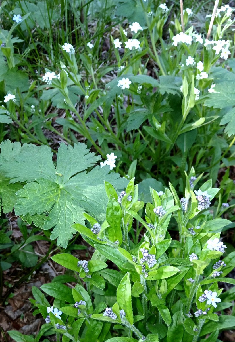 Blå og hvit forglemmegei.