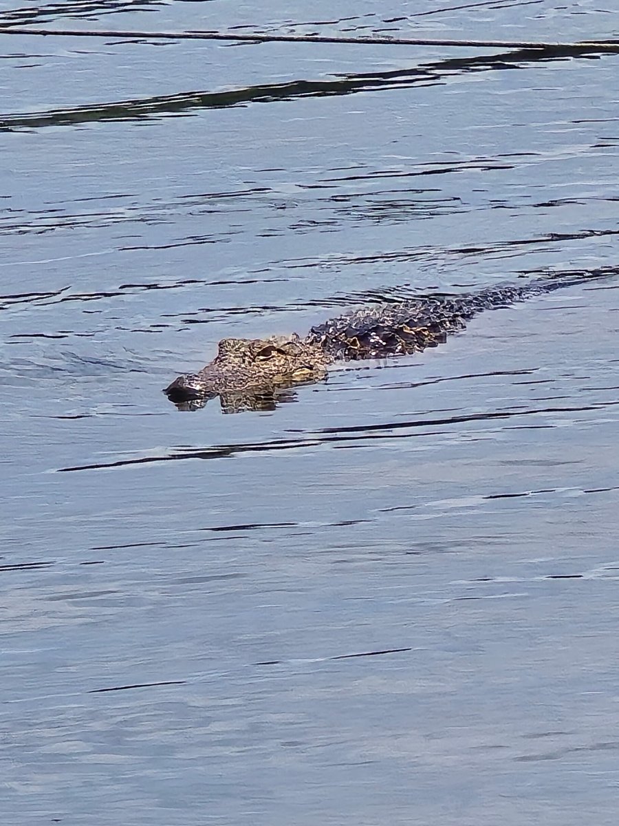 Can you spot the alligator in the lagoon? Welcome to Allendale, South Carolina’s wastewater treatment plant. 🐊🌴
