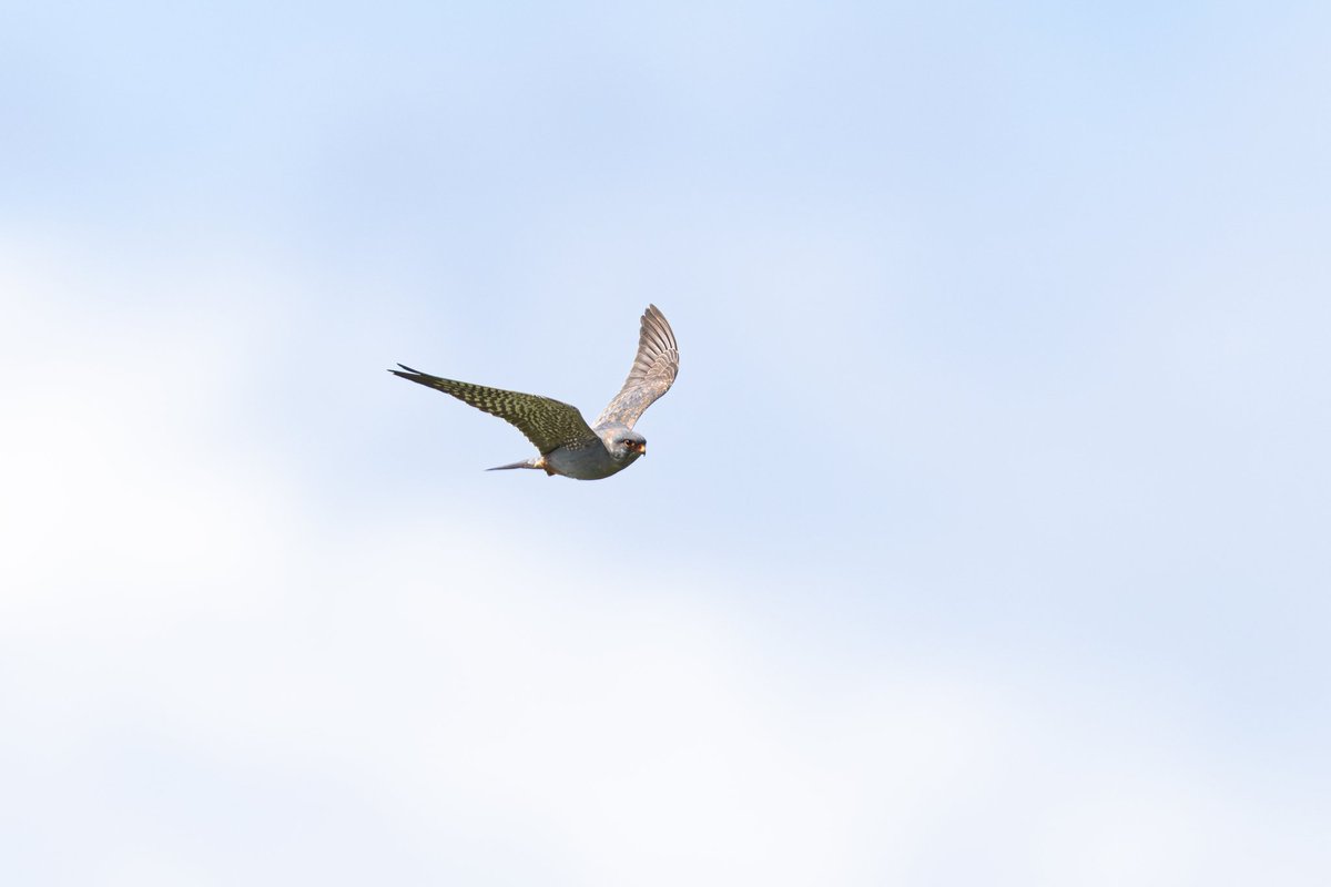 dunbar44's tweet image. A fantastic day yesterday with 2 lifers, red footed Falcon and a hobby. Amazing views of both hunting at same time right overhead in Co.Wexford @BirdGuides