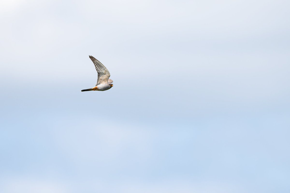 dunbar44's tweet image. A fantastic day yesterday with 2 lifers, red footed Falcon and a hobby. Amazing views of both hunting at same time right overhead in Co.Wexford @BirdGuides