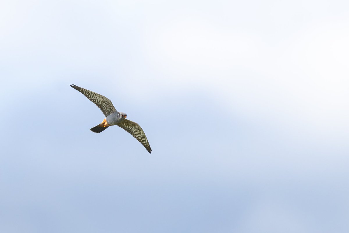 dunbar44's tweet image. A fantastic day yesterday with 2 lifers, red footed Falcon and a hobby. Amazing views of both hunting at same time right overhead in Co.Wexford @BirdGuides