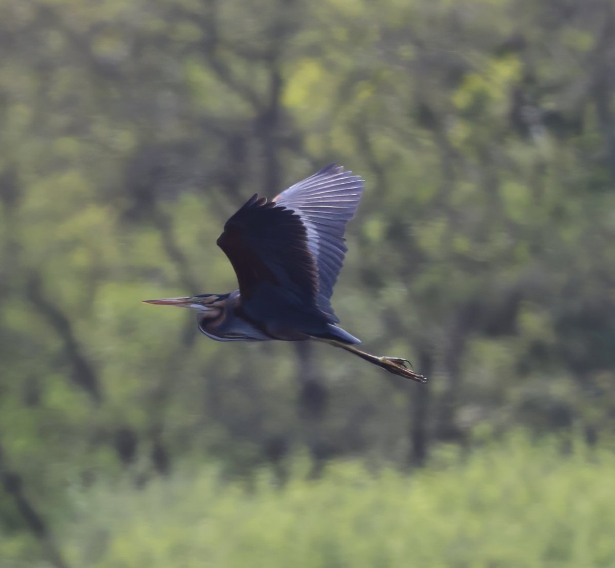 A record shot of an adult Purple Heron from North Warren, Suffolk yesterday afternoon.